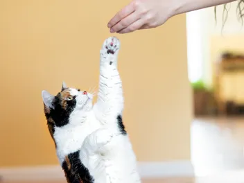 10 Tricks to Teach Your Cat: Vet-Approved Steps for Fun