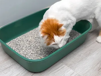 7 Best Eco-Friendly Litter Boxes of 2026: Reviews & Top Picks