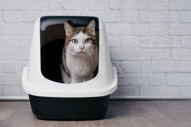 Cat Poop Chart: Colors, Consistency & More (Vet-Reviewed)