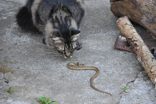 Do Cats Eat Snakes? Vet-Verified Risks & Precautions