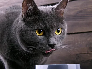 9 Best Diabetic Cat Foods in 2026: Reviews & Top Picks
