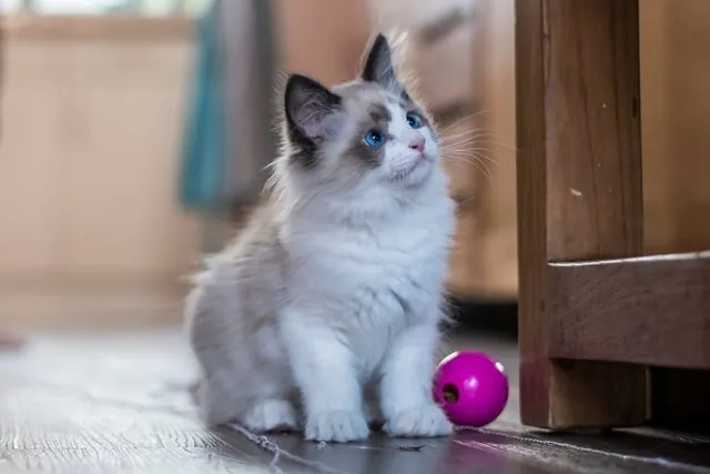 How to Take Care of Your New Kitten: 8 Vet-Approved Tips