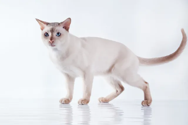 Tonkinese Cat Breed: Info, Pictures, Temperament & More