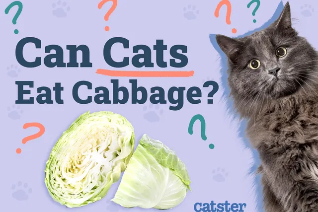 Can Cats Eat Cabbage? Vet-Reviewed Health and Nutrition Advice