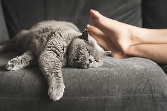 How Do Cats Perceive Time? Vet-Reviewed Science & Info