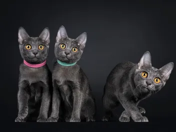 How to Introduce a Third Cat to Your Home (11 Vet-Reviewed Tips)