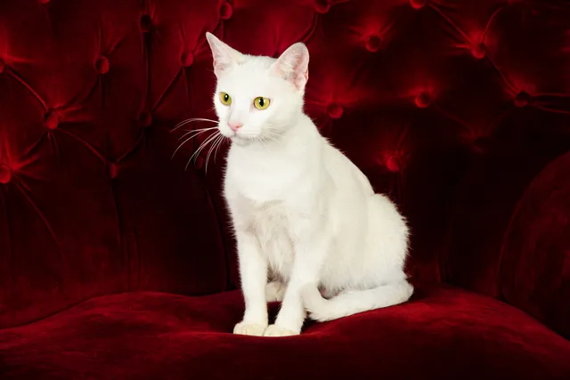 Russian White Cat Breed: Info, Pictures, Temperament & Traits