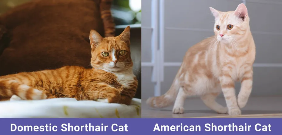 side by side Domestic Shorthair VS American Shorthair