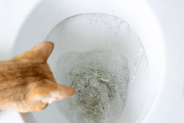 Why Do Cats Drink Out of the Toilet? 6 Reasons & Vet-Reviewed Solutions