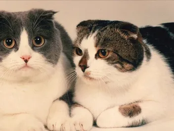 Baker and Taylor Were Library Cats and Accidental Celebrities