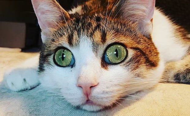 Mr. Chat, Paralyzed in a Fall, Has a Happy and Playful Life