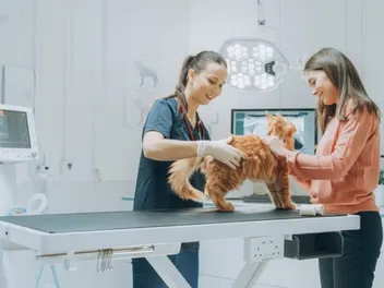 Maine Coon Hip Dysplasia: Why Is It So Common? Our Vet Answers