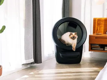 How to Get Your Cat to Use a Litter-Robot: 7 Tips & Tricks