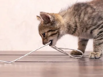 What Cat Has The Strongest Bite? & How Strong Is It