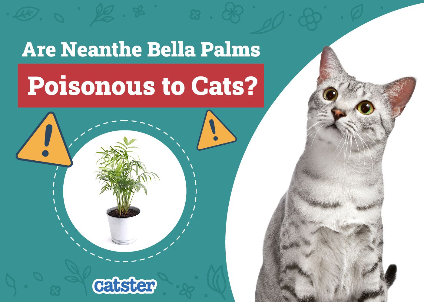 Catster_Are Neanthe Bella Palms Poisonous to Cats