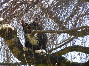 How to Get a Cat Out of a Tree: 5 Vet-Approved Methods
