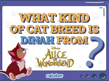 What Kind of Cat Breed Is Dinah From Alice in Wonderland? Interesting Facts