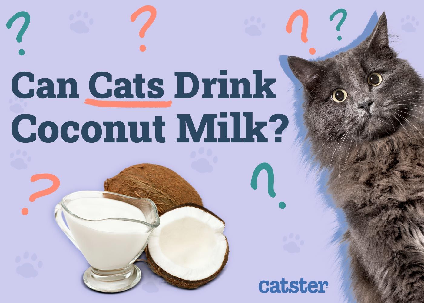 Can Cats Drink Coconut Milk