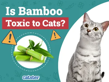 Is Bamboo Toxic to Cats? Vet-Verified Facts, Risks & FAQ