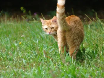 Do Cats Fart? Vet Reviewed Causes, Treatment & Prevention
