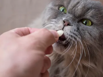 9 Best Cat Dewormers in 2026 - Reviews & Top Picks