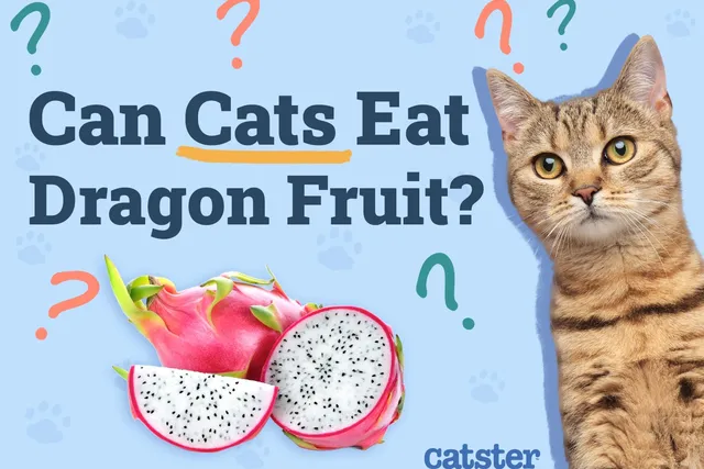 Can Cats Eat Dragon Fruit? Vet-Reviewed Facts & FAQ