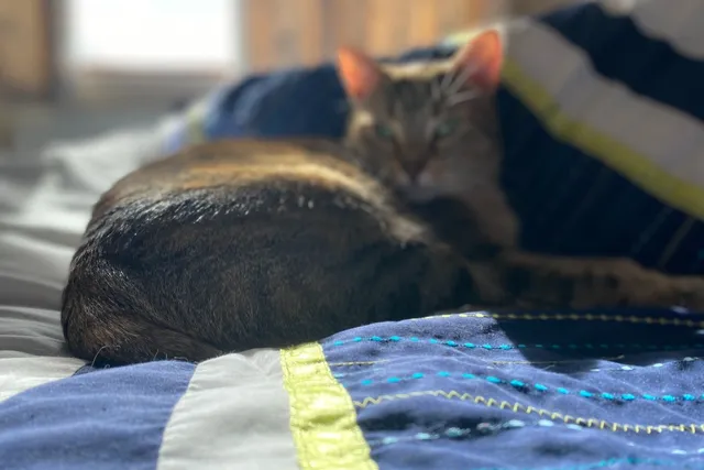 Not So Crappy! Reframing Poop to Not Hate Cleaning Cat Litter