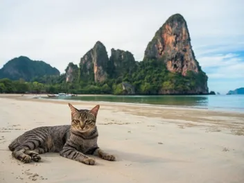 Are Cats Allowed on the Beach? Vet-Reviewed Facts & Safety Guide