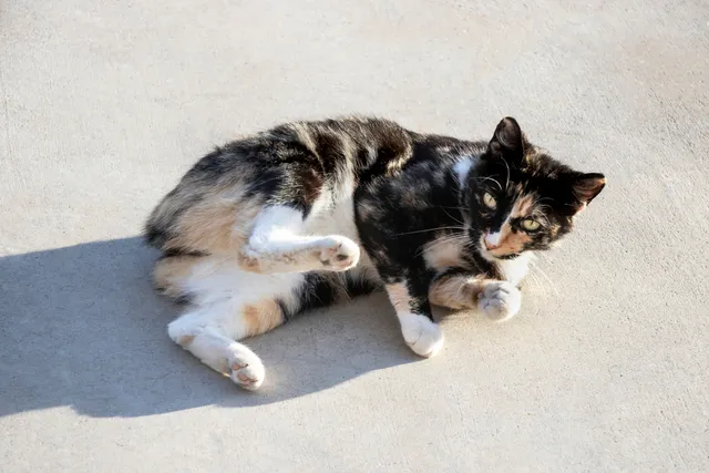 10 Cat Breeds With Short Tails (With Info & Pictures)