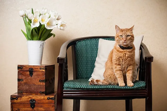 Why Does My Cat Sit In My Chair? 5 Vet-Approved Likely Reasons & Prevention Ideas