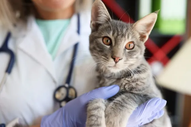 Costs of Treating Cat Injuries & Diseases (2026 Price Guide)