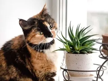 Your Houseplants Could Harm Your Cat — But These 12 Vet-Approved Ones Won’t!
