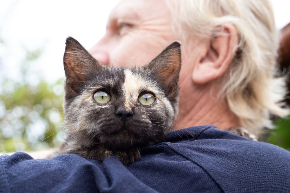 chimera kitten hug by owner