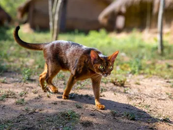 Abyssinian Cat Price: What They Cost in 2026