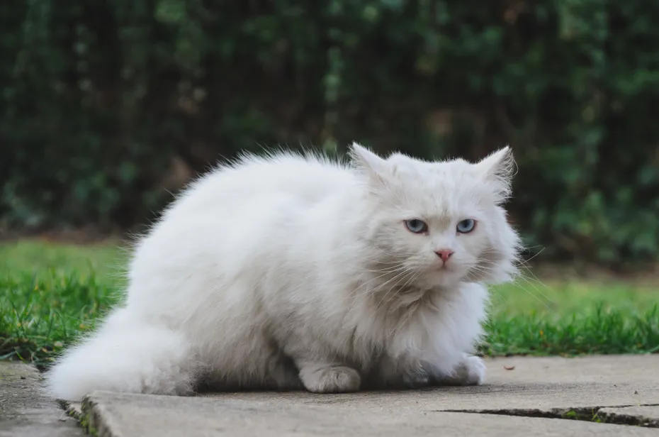 Turkish Angora Cat