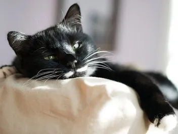 17 Lazy Cat Breeds Who Love to Chill (With Info & Pictures)