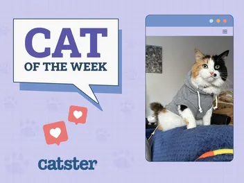 Catster Photo Contest: Cats of the Week Winners (Feb 27, 2025)