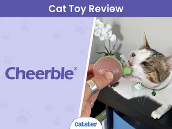 Cheerble Wicked Snail Review 2026: Our Expert’s Opinion