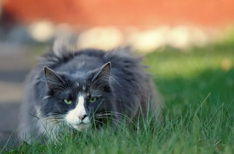 blue bi-color female norwegian forest cat lying on the grass