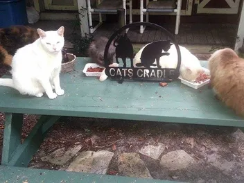 Cats Cradle Offers a Lifetime Home to Senior Cats