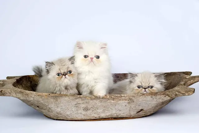 Persian Kittens For Sale in Florida: Breeders List 2026