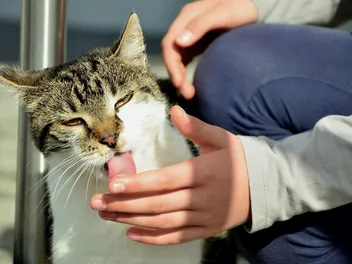 Why Does My Cat Lick My Hand & Fingers So Much? 7 Vet-Reviewed Reasons