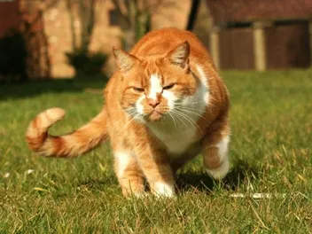 How To Tell if Your Cat Has a Broken Leg: Our Vet Explains the Signs