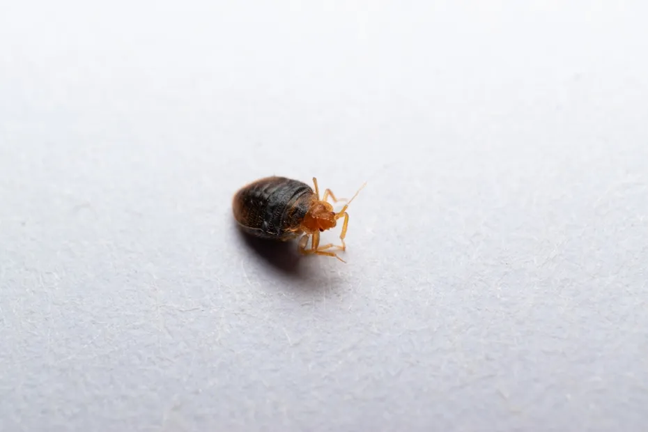 Bed bug
