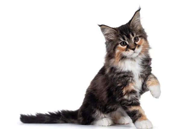 Why Do Kittens Cry? 8 Vet-Reviewed Reasons & How to Stop It