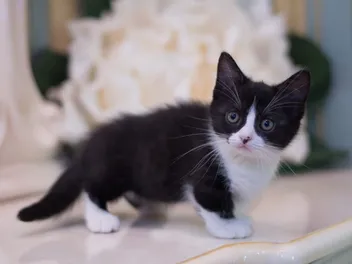 Black & White (Tuxedo) Munchkin Cat Breed: Info, Pictures, Origin & More