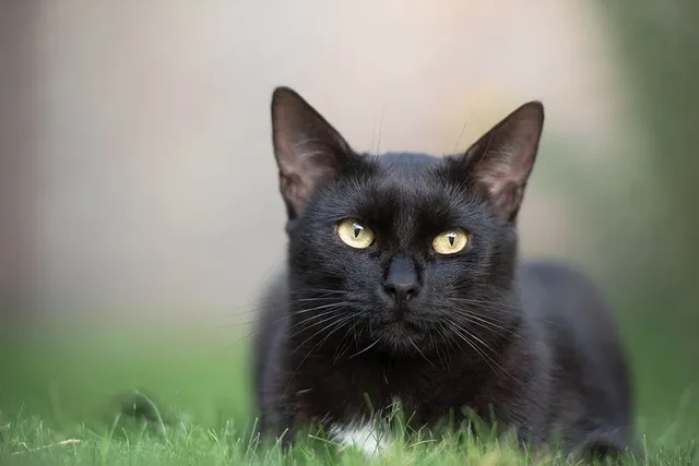History of Black Cats: A Look at Their Past