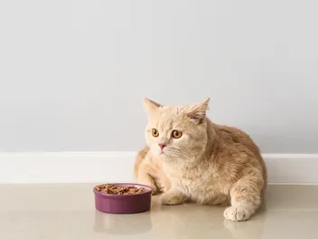 9 Best Organic Cat Foods in 2026 - Reviews & Top Picks
