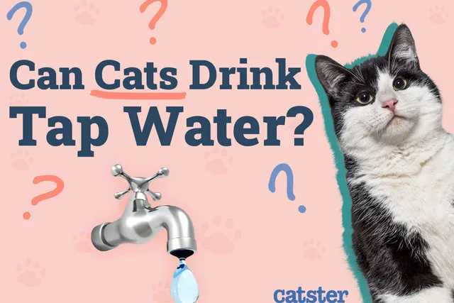 Can Cats Drink Tap Water? Vet Approved Facts & FAQ