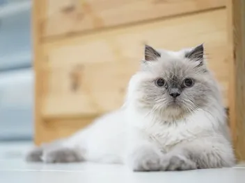 Are Himalayan Cats Hypoallergenic? Vet-Verified Breed Facts & Allergy Tips